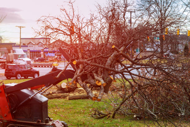 Best Arborist Consultation Services  in The Villages, FL