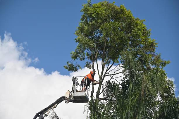 Best Tree Trimming and Pruning  in The Villages, FL