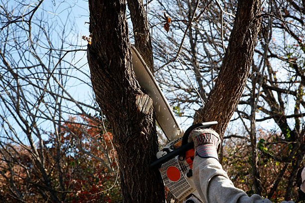 Best Tree Health Inspection  in The Villages, FL